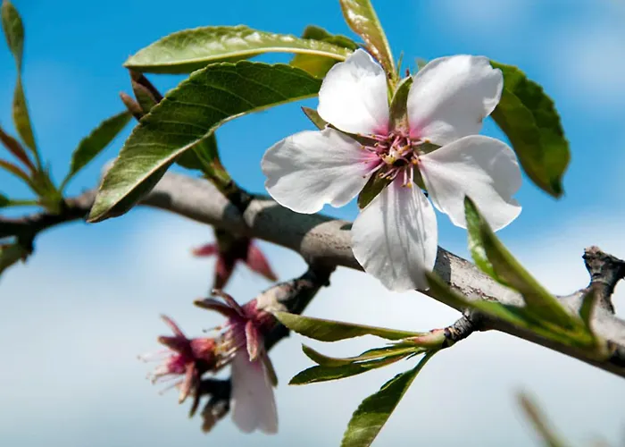 Serenidade 3 Bedrooms Tennis Court Countryside Location